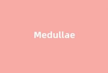 Medullae中文翻译,Medullae是什么意思,Medullae发音、用法及例句-涂之词典